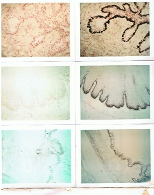 National Institutes of Health